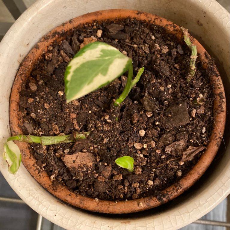 Bird's eye view of a potted plant