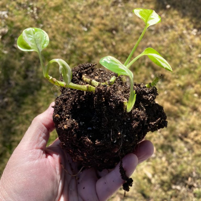 Someone holding a plant by the soil and roots.