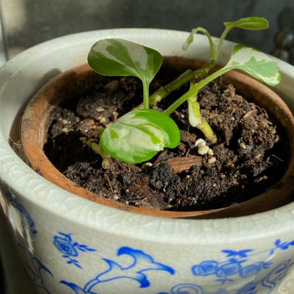 Photograph of a potted plant